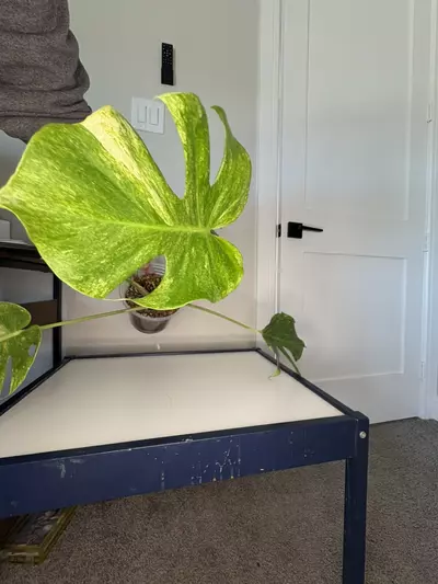 plant/Monstera Platinum-2-thumbnail