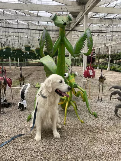 plant/Random purp - This is one of the greener ones-0-thumbnail