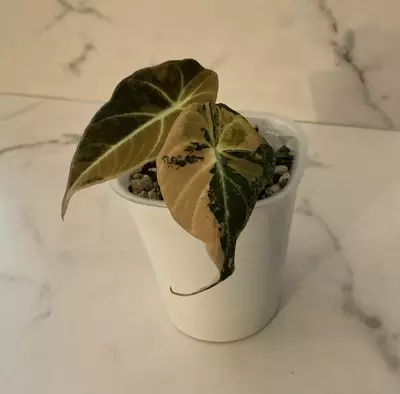 plant/Alocasia Black Velvet Gold-2-thumbnail