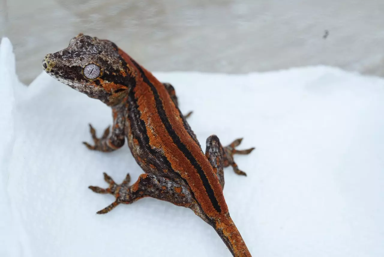 plant/Ps711 red stripe Garg npv-0