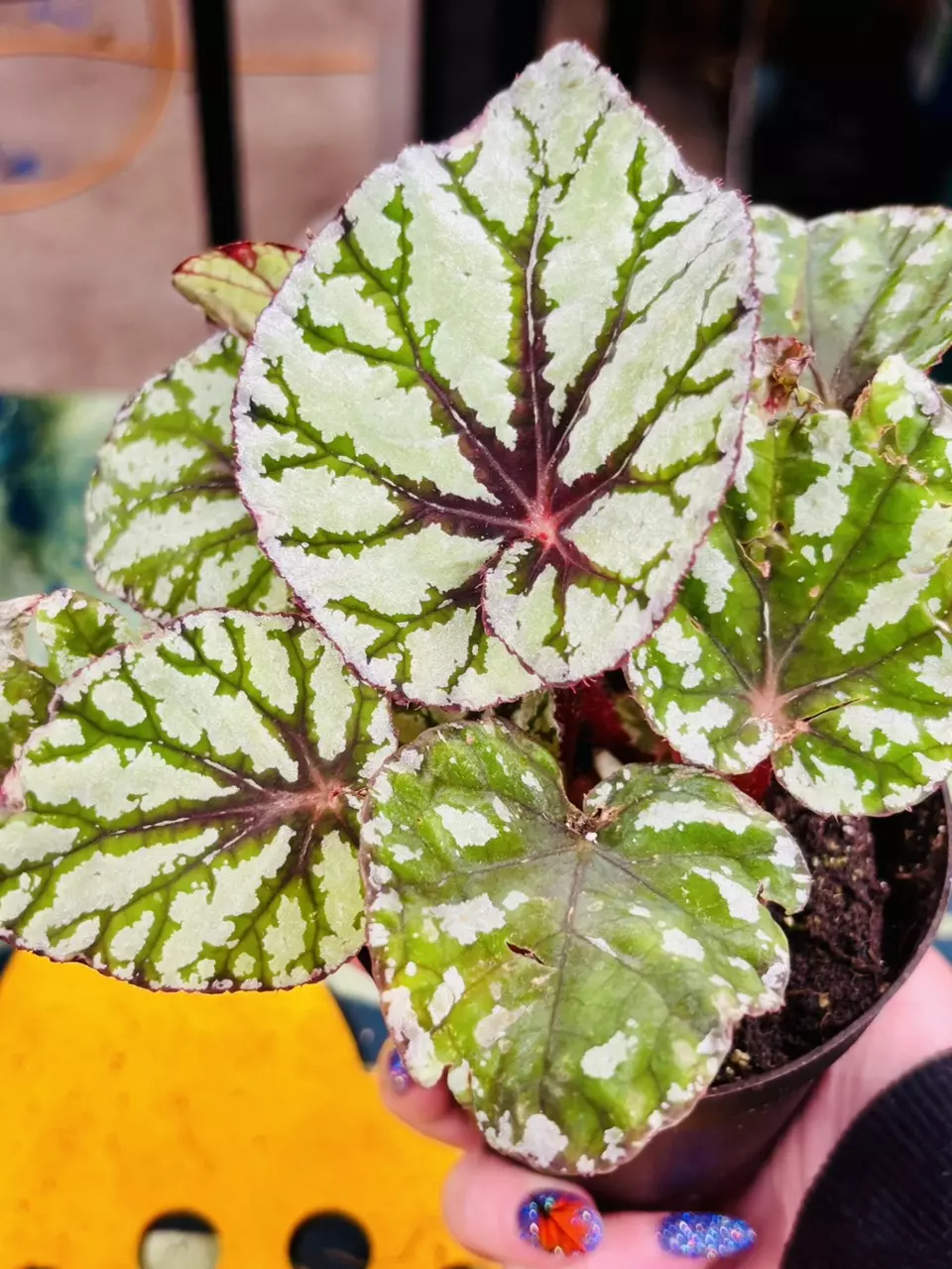 plant/Begonia Rex Fedora-1