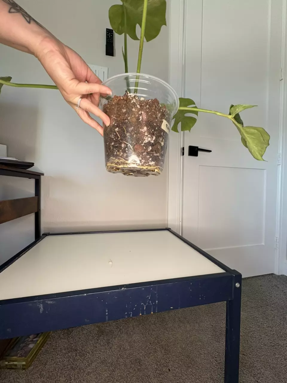 plant/Monstera Platinum-6