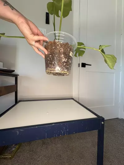 plant/Monstera Platinum-6-thumbnail