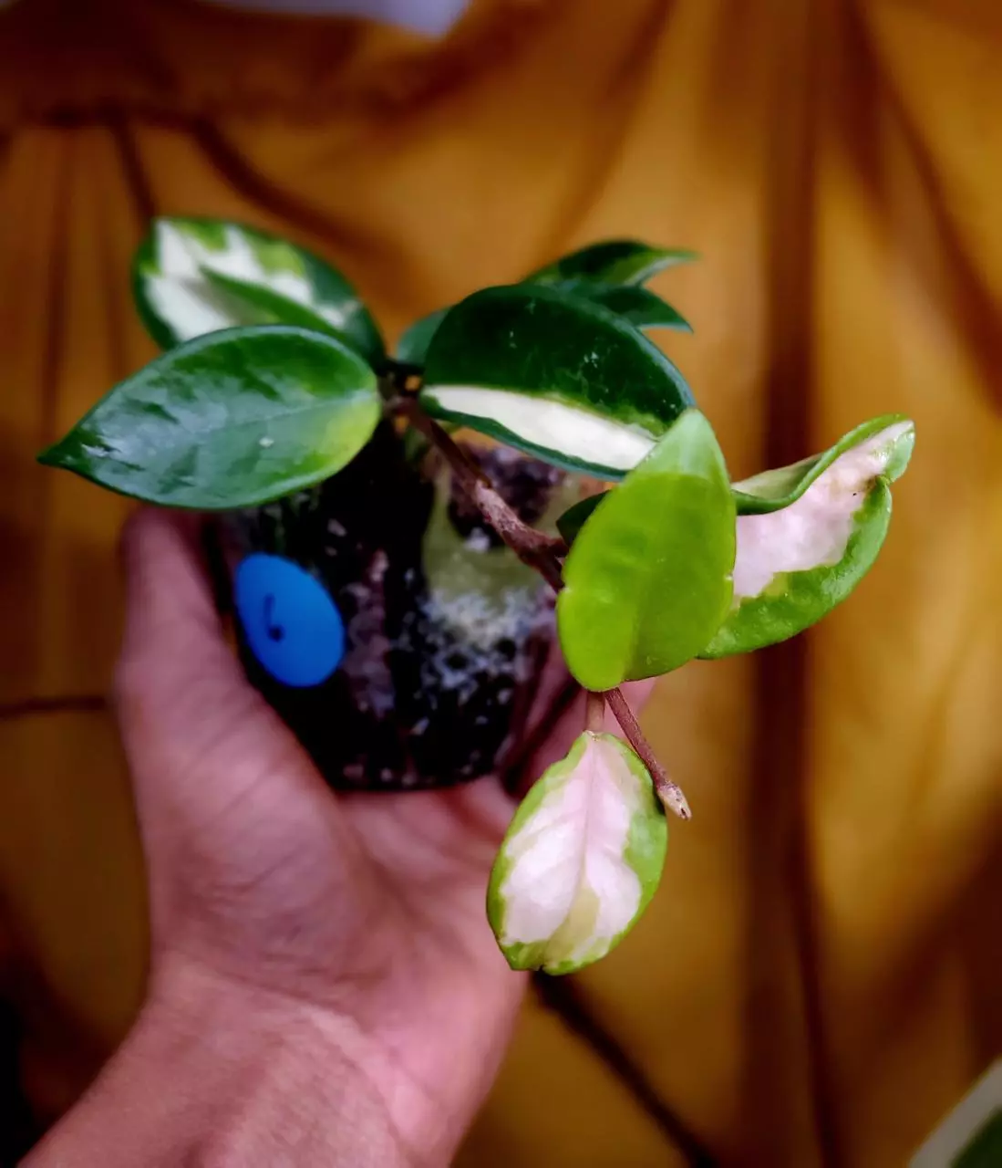 plant/Hoya 'Krimson Princess' 💗🪴👑 #6-2