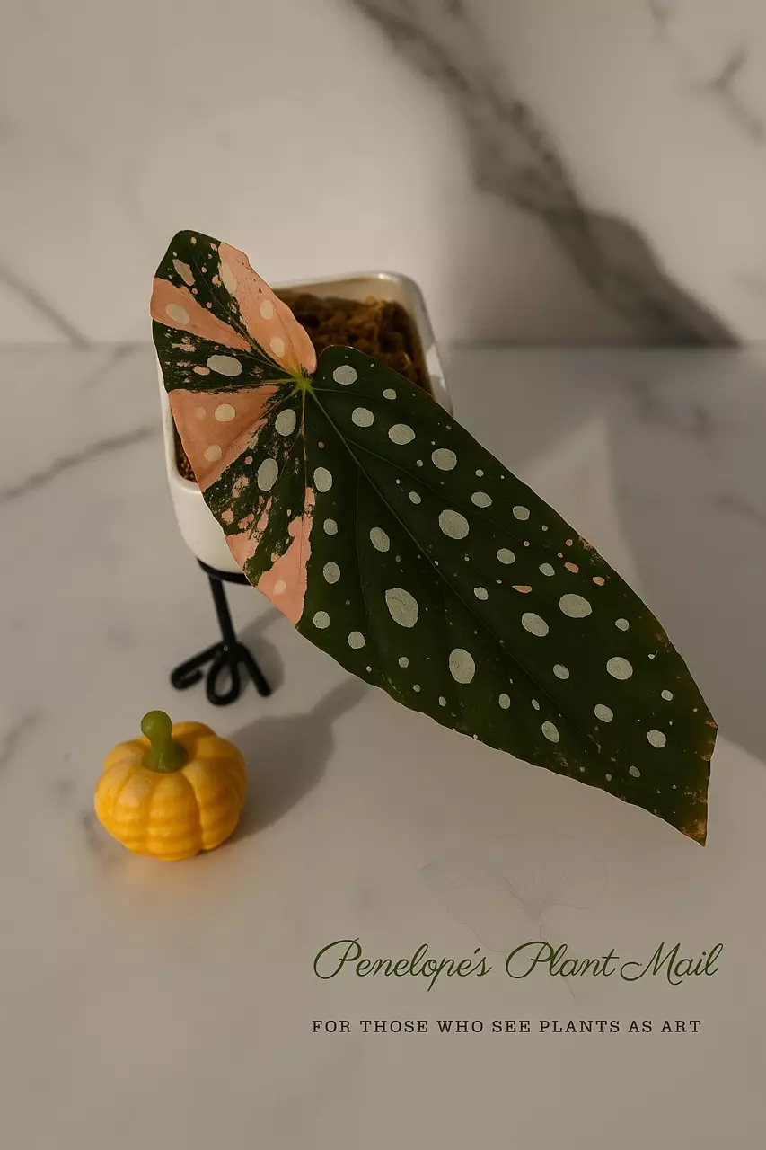 plant/Begonia Maculata Pink Var.-1