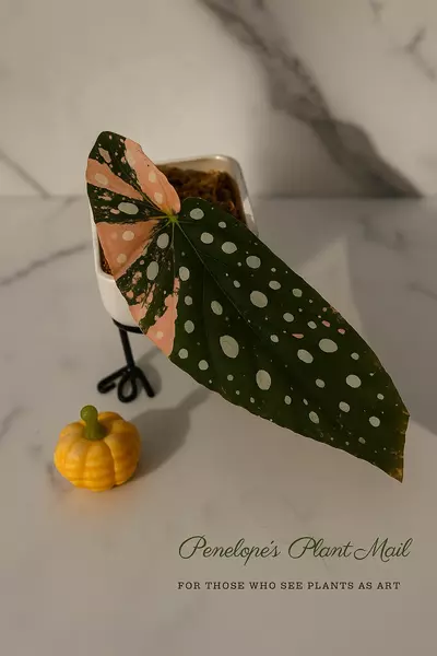 plant/Begonia Maculata Pink Var.-1-thumbnail