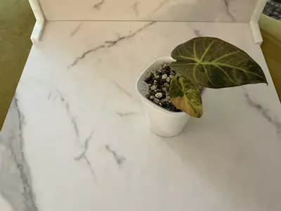 plant/Alocasia Black Velvet Gold-1-thumbnail
