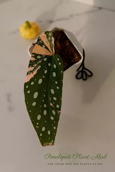 plant/Begonia Maculata Pink Var.-0-thumbnail