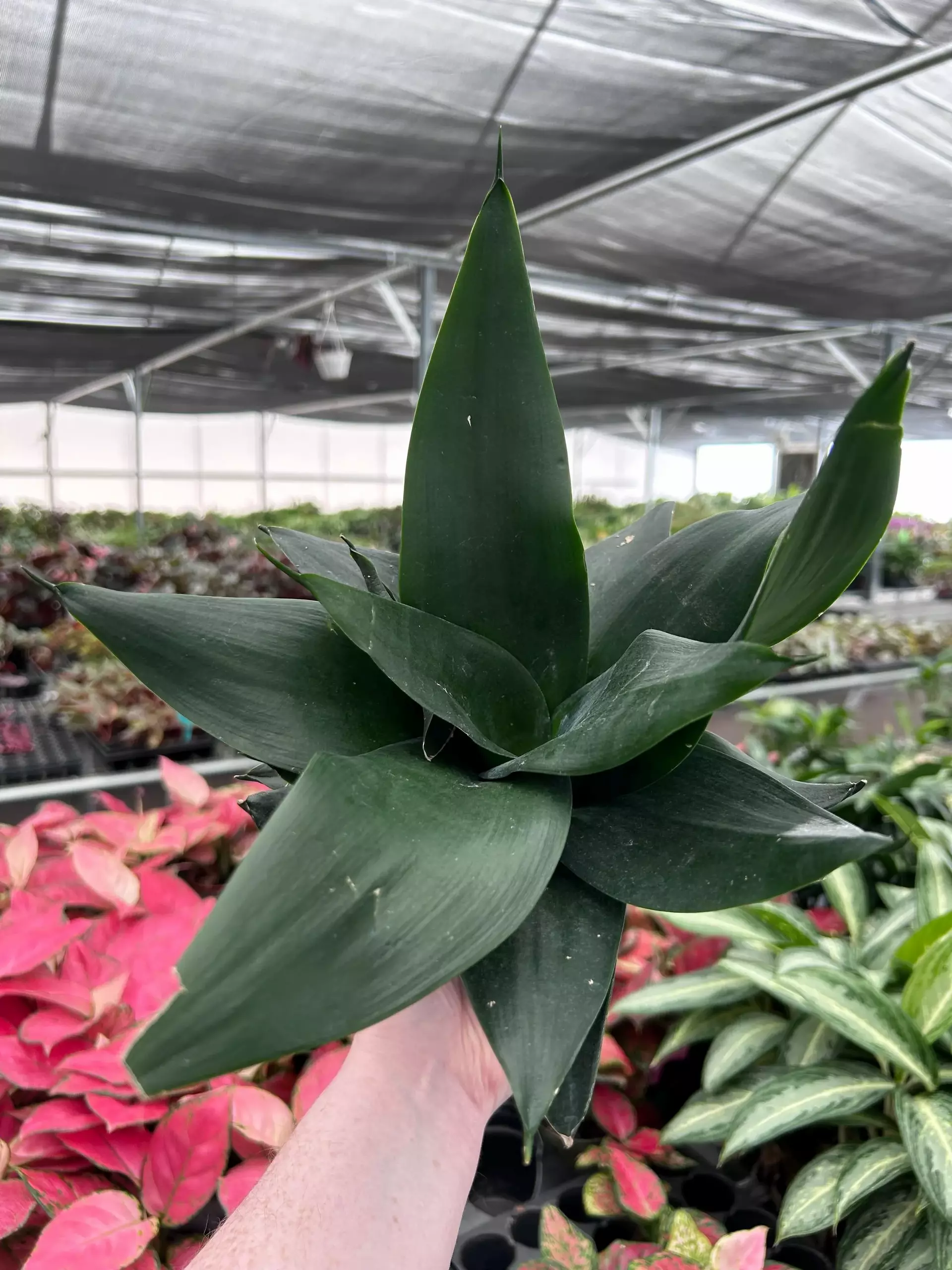 plant/Sansevieria Hahnii Green Jade 4" Pot Growers Chocie M7-0