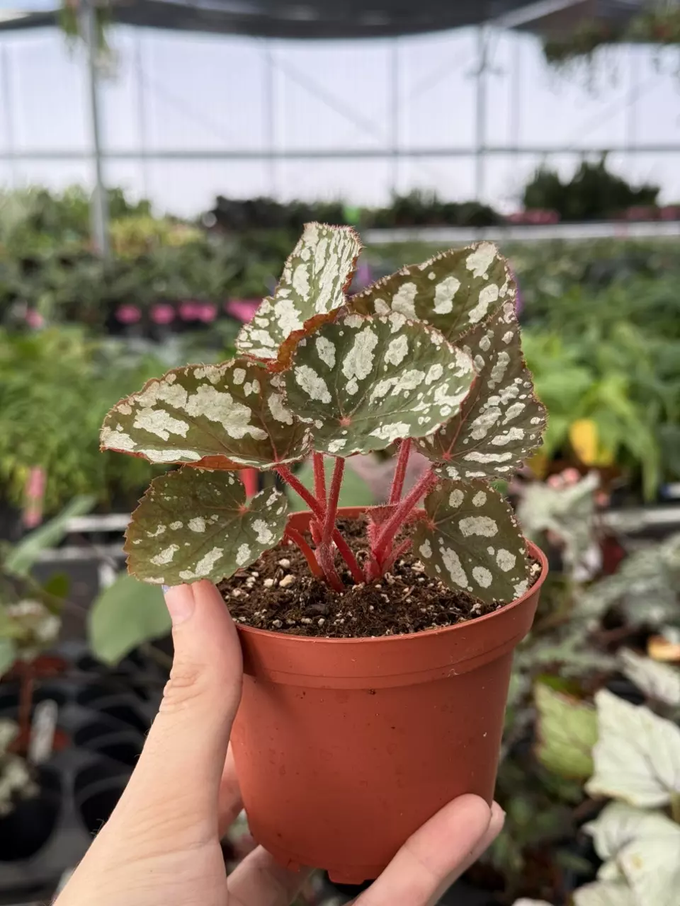 plant/Begonia Betsy 4” pot growers choice-1