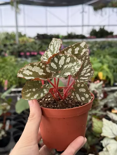plant/Begonia Betsy 4” pot growers choice-1-thumbnail