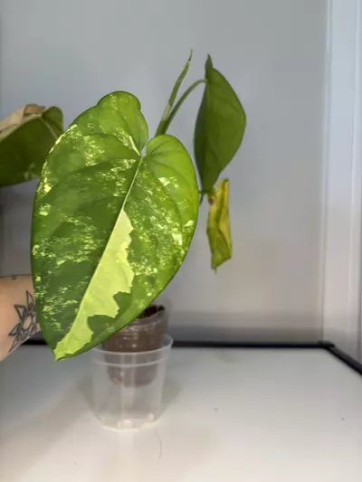 plant/Variegated Chiapense-3-thumbnail