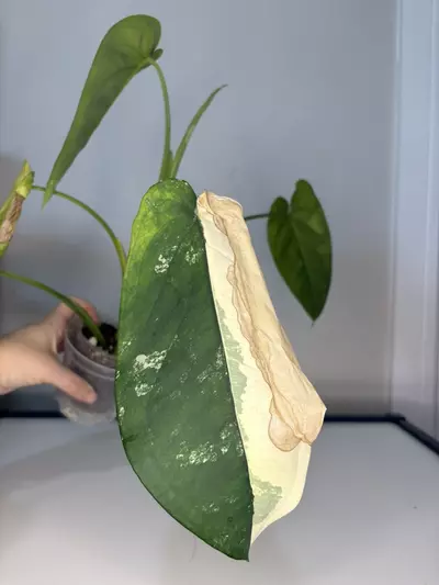 plant/Variegated Chiapense-2-thumbnail