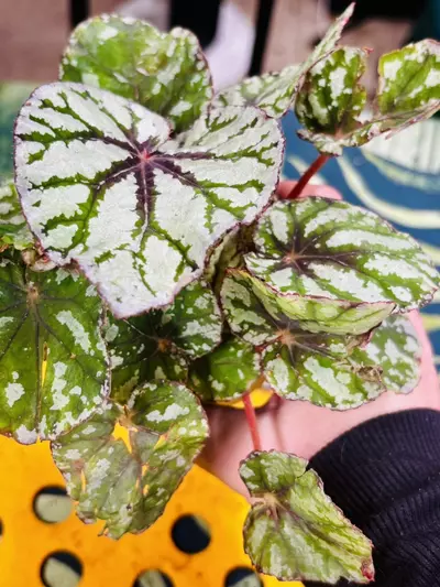 plant/Begonia Rex Fedora-0-thumbnail
