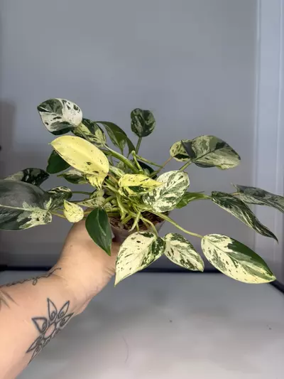 plant/Emerald Queen-3-thumbnail