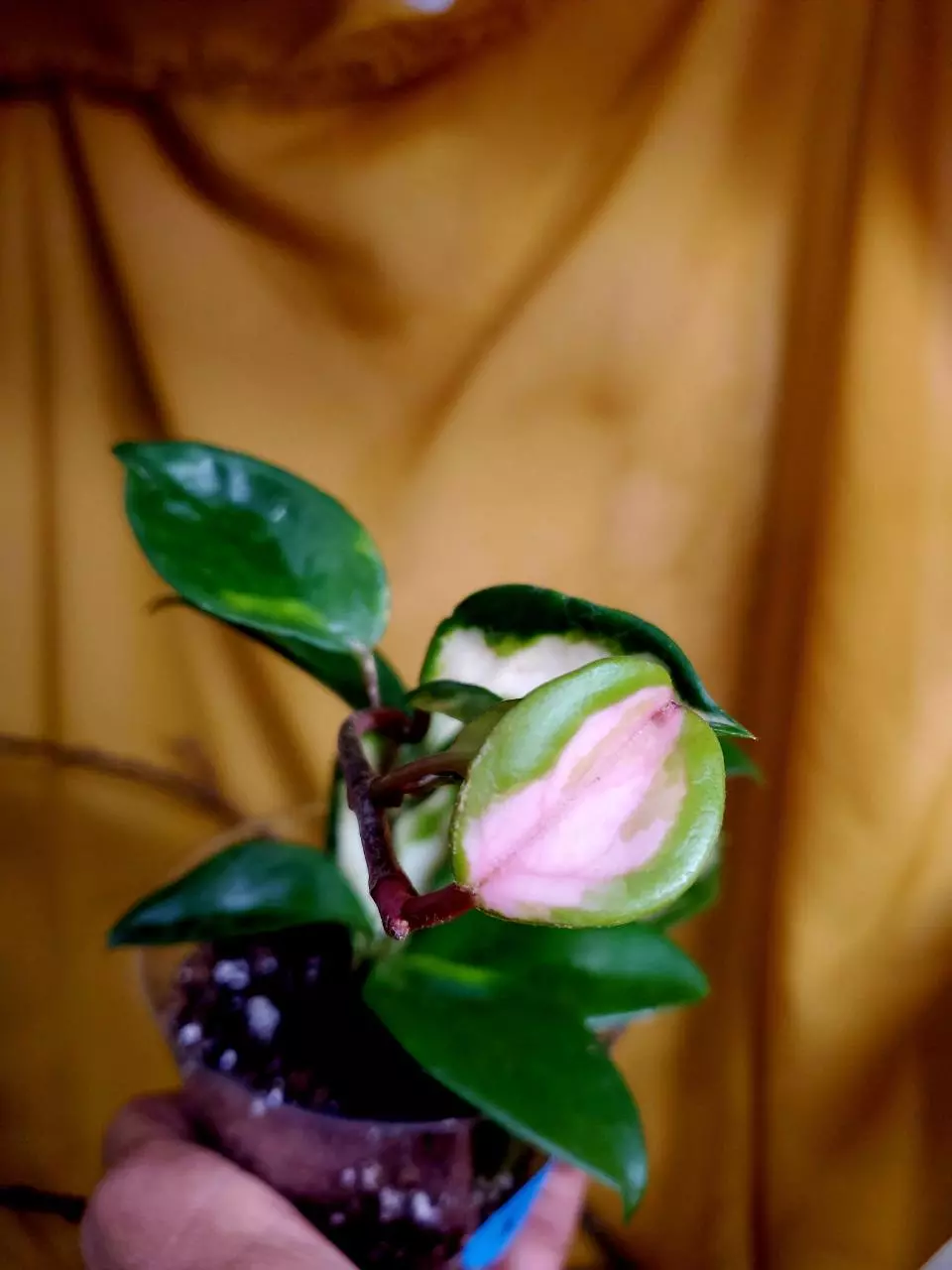 plant/Hoya 'Krimson Princess' 💗🪴👑 #5-1