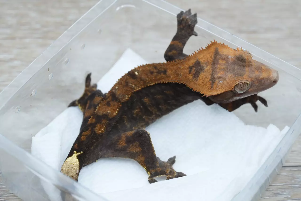 plant/Ps709 Halloween/tux Capp female subadult-0