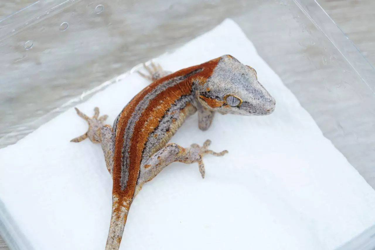 plant/Ps712 male red stripe gargoyle-1