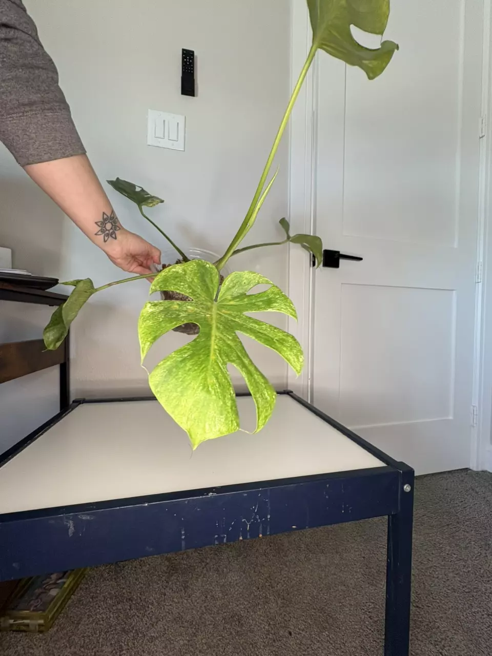 plant/Monstera Platinum-1