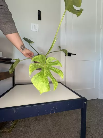 plant/Monstera Platinum-1-thumbnail