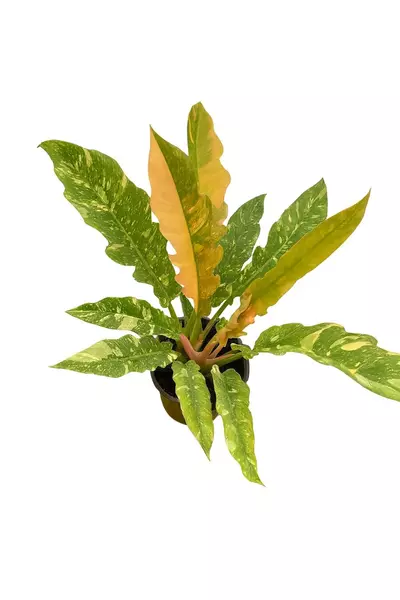 plant/6’ Philodendron ‘Ring of Fire’  (Growers choice)-0-thumbnail