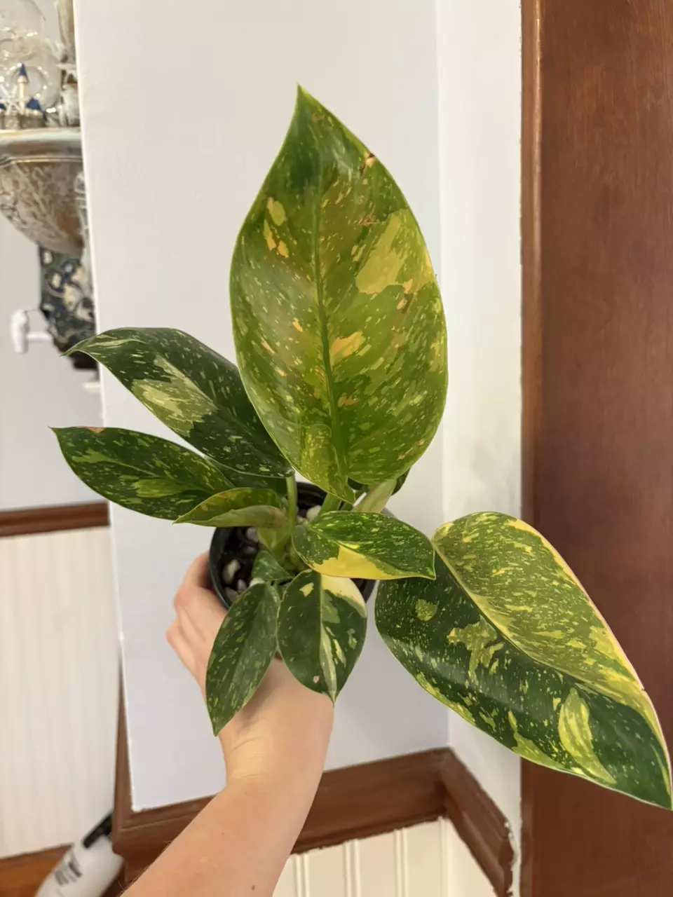 plant/Green Congo nuclear philodendron-1