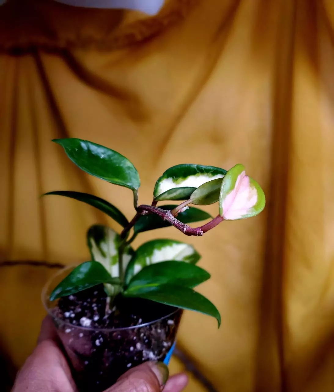 plant/Hoya 'Krimson Princess' 💗🪴👑 #5-2