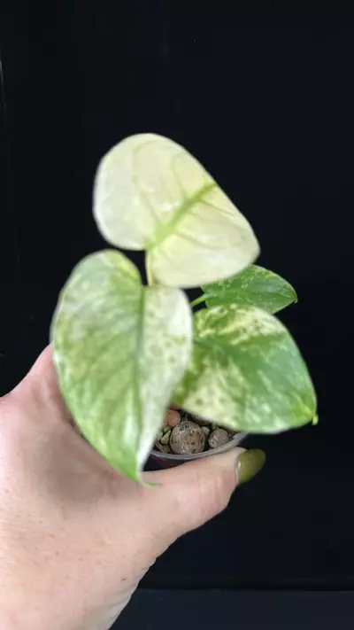 plant/My Favorite White Monster #9751-1-thumbnail