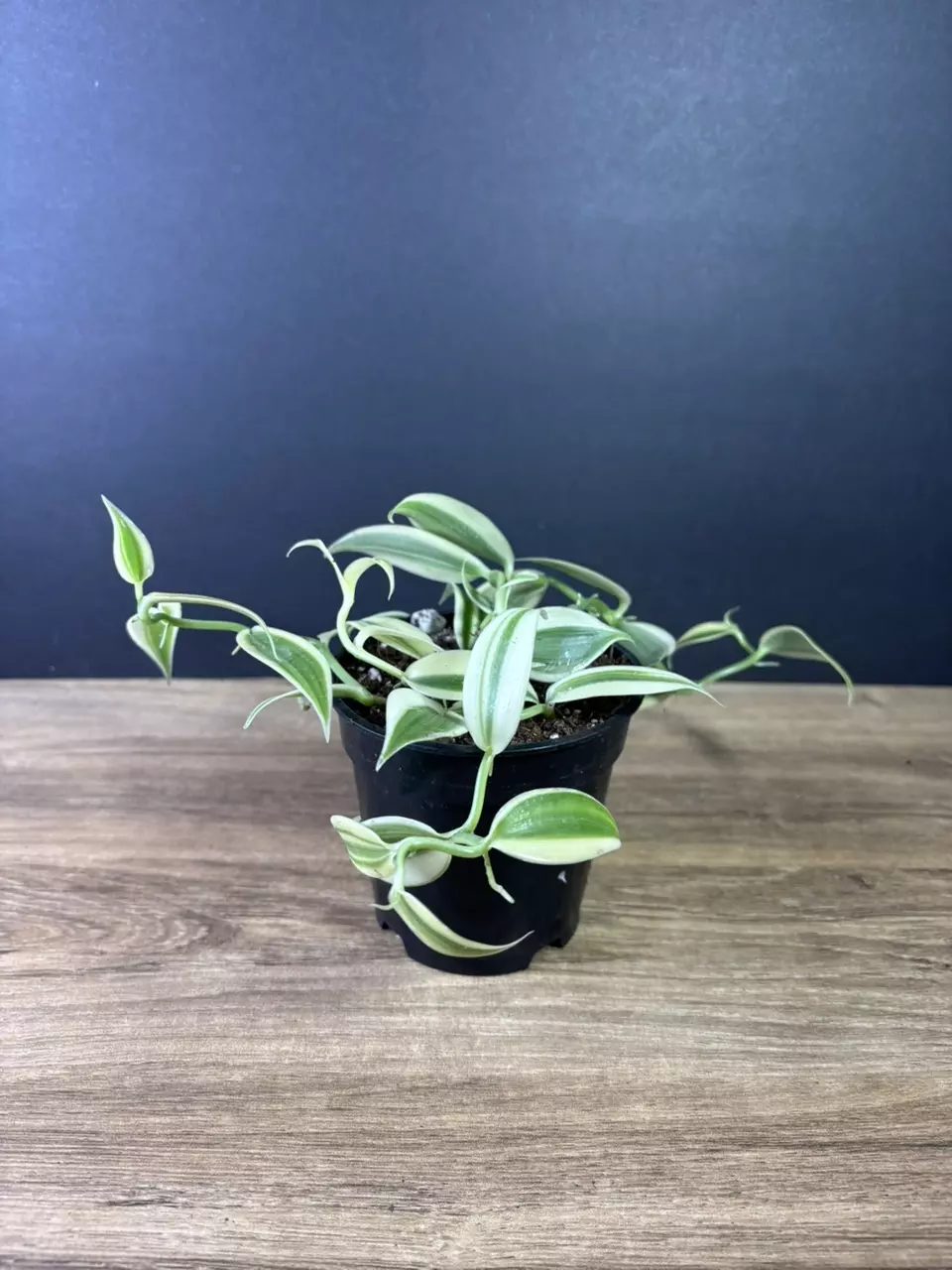 plant/Vanilla Planifolia Super Variegated 4” -grower’s choice-0