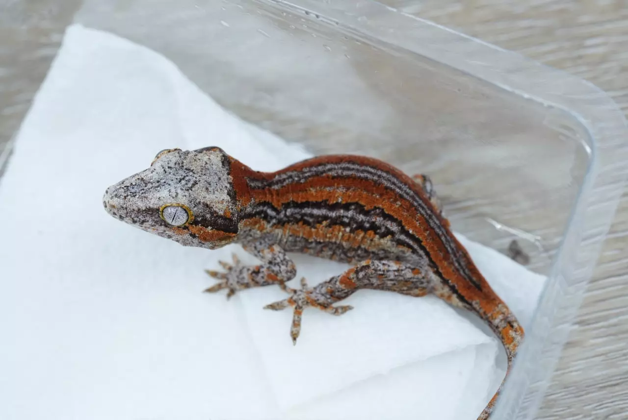 plant/Ps713 red stripe gargoyle npv-0