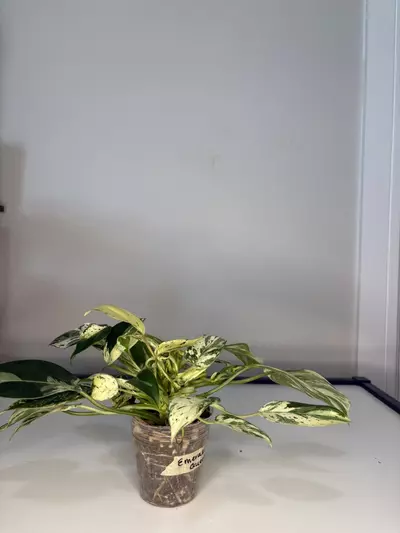 plant/Emerald Queen-2-thumbnail