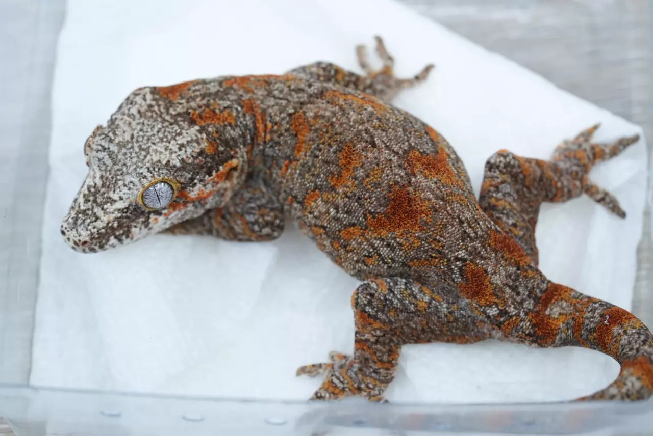 plant/Ps715 orange/res blotch female gargoyle-0