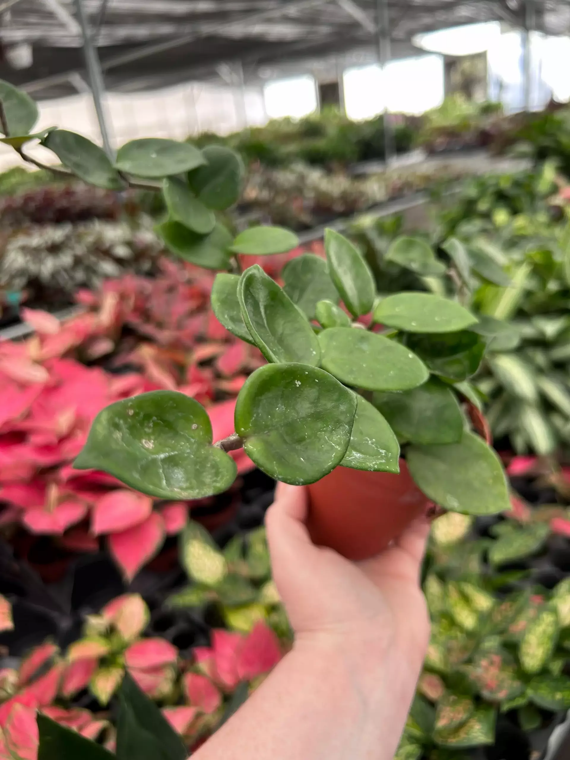 plant/Hoya Carnosa Amore 4" Pot Growers Choice NN3-0