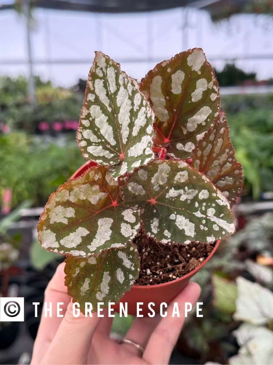 plant/Begonia Betsy 4” pot growers choice-0