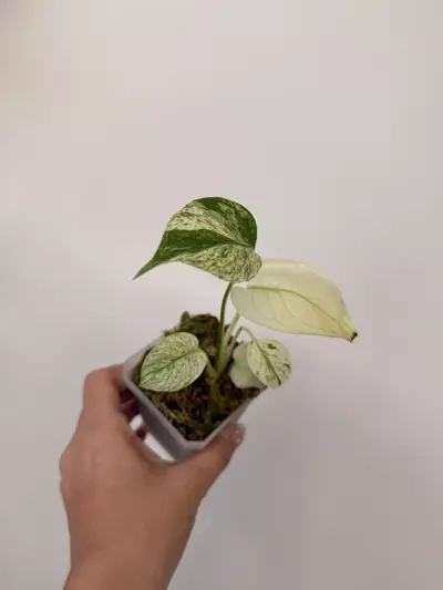 plant/Monstera White Monster ( High variegation)-1-thumbnail