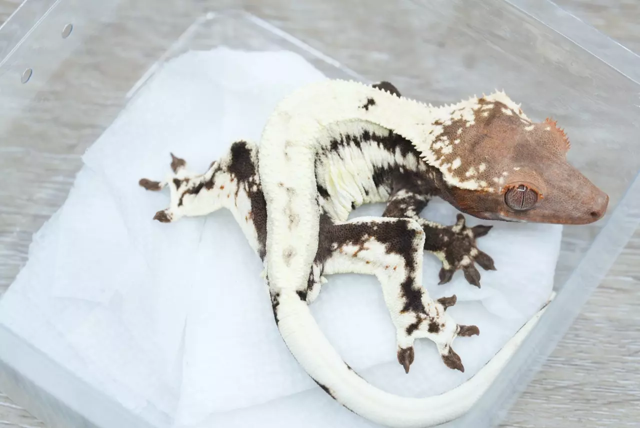 plant/Ps708 high white Frappuccino (frost /tux cross)-0