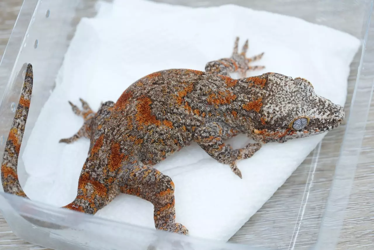 plant/Ps715 orange/res blotch female gargoyle-1