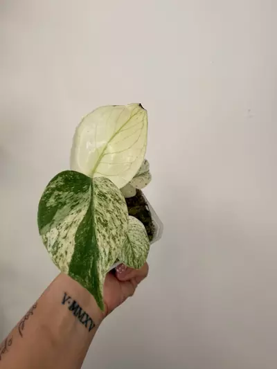 plant/Monstera White Monster ( High variegation)-0-thumbnail