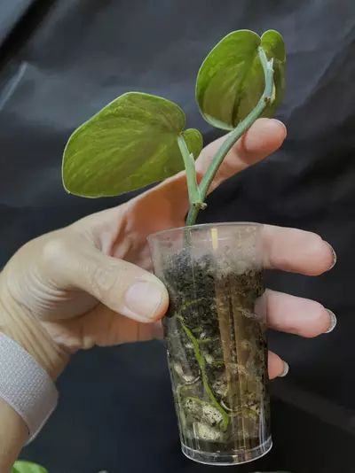 plant/Scindapsus 'Salaka Nagara" silver splash mutation-1-thumbnail