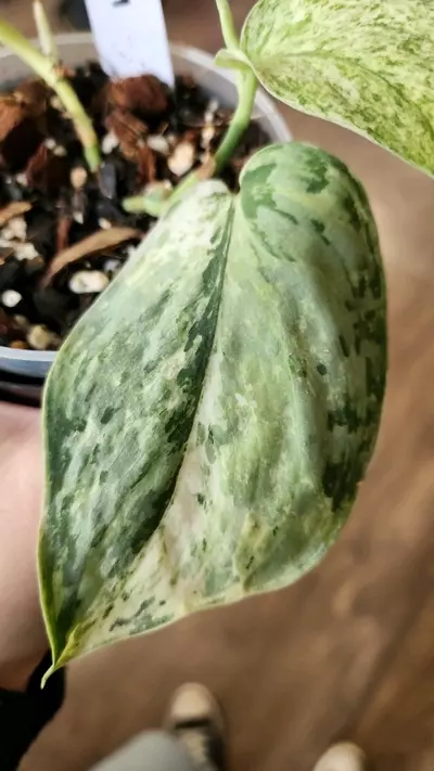 plant/Scindapsus Peasun-1-thumbnail