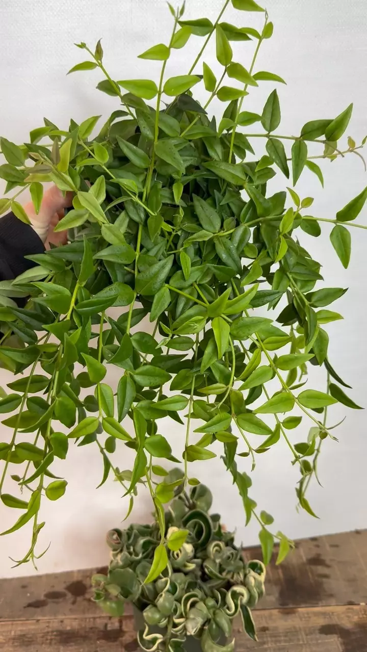 plant/6” Variegated Rope + 6” Hoya Bella BUNDLE! ($45  OFF!)-0