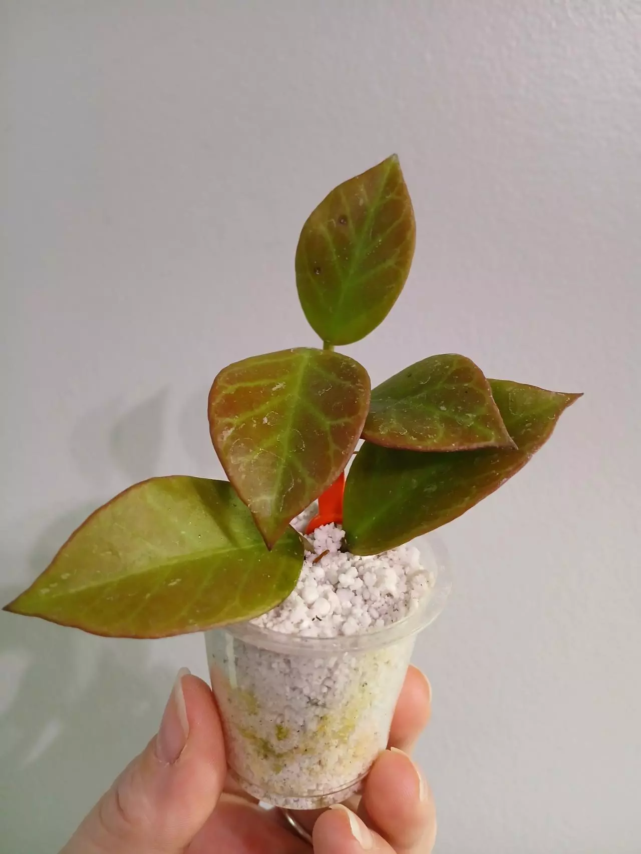 plant/Hoya Sunrise Cutting-1