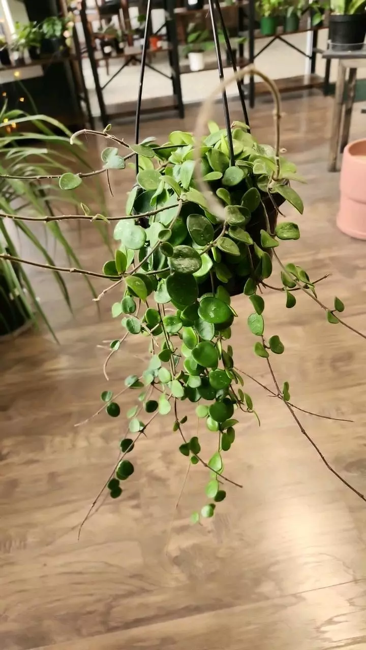 plant/Hoya Mathilde-2