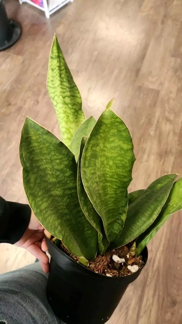 plant/Sansevieria Whale Fin-0