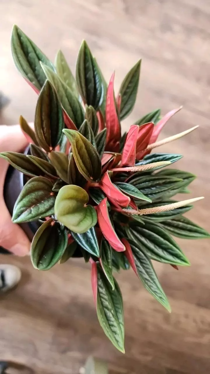 plant/Peperomia Caperata-0