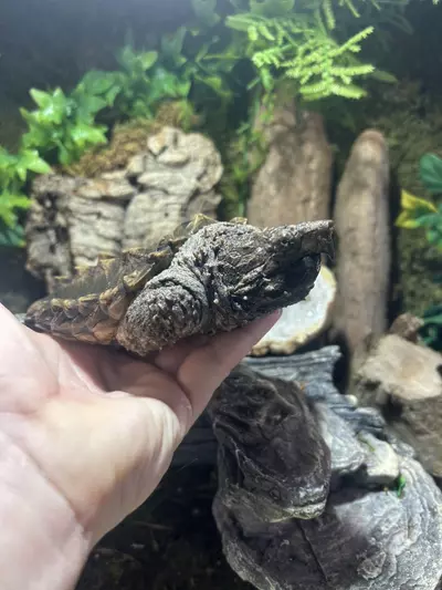plant/Alligator snapping turtle-0-thumbnail