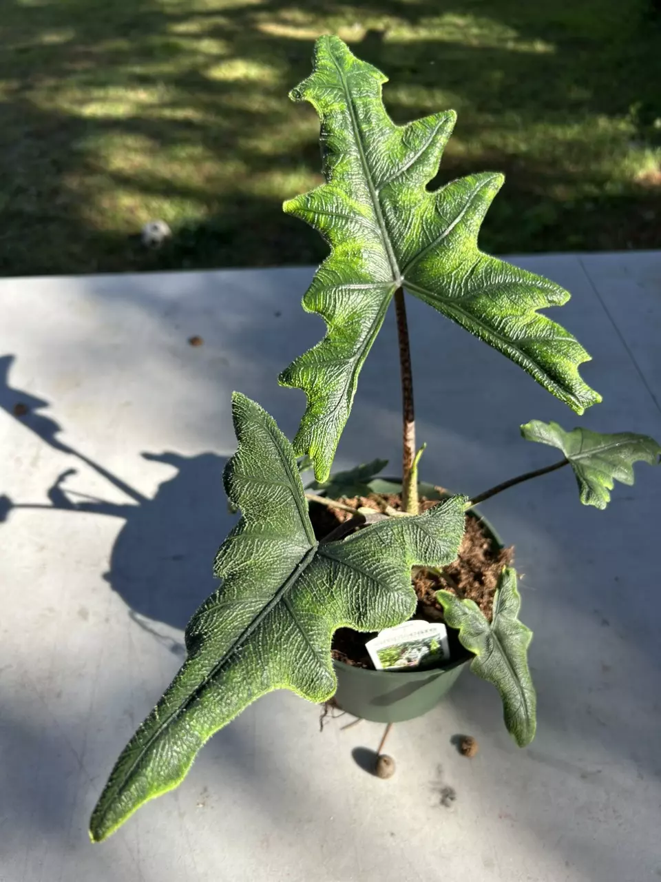 plant/Alcoasia Jacklyn-0