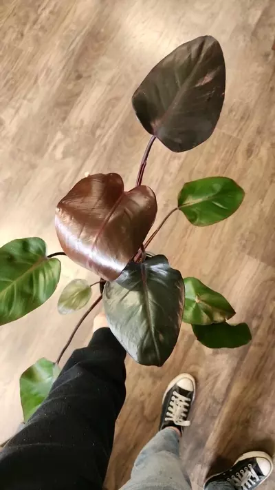 plant/Philodendron Bloody Mary-0-thumbnail