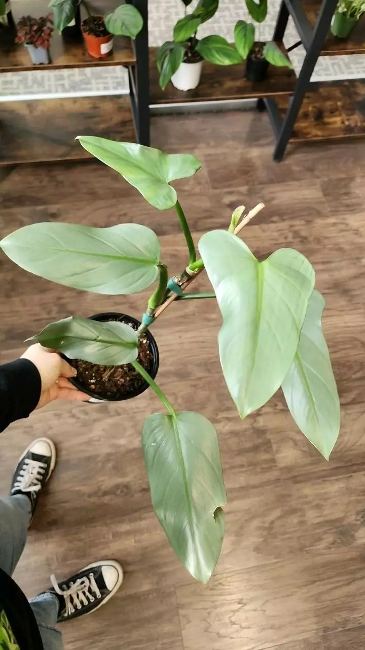 plant/Philodendron Silver Sword-0