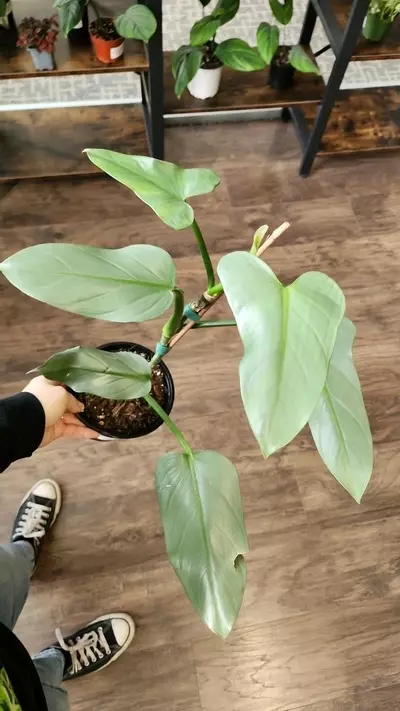 plant/Philodendron Silver Sword-0-thumbnail